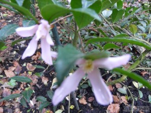 Camellia sasanqua Maiden Blush                       
